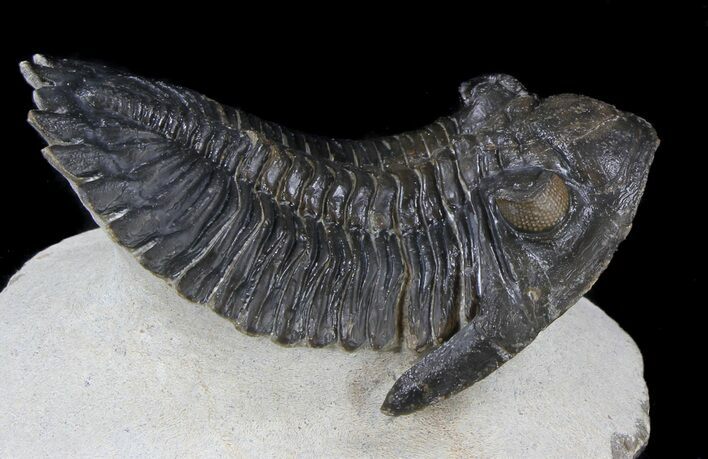 Hollardops Trilobite With Orange Eyes #37515